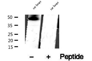 Western blot analysis of extracts of rat heart tissue, using CKMT1A antibody.