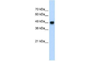 WB Suggested Anti-BMP7 Antibody Titration:  1.
