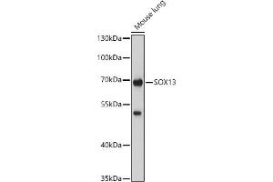 Western blot analysis of extracts of Mouse lung, using SOX13 antibody (ABIN7270570) at 1:1000 dilution. (SOX13 Antikörper  (AA 1-180))