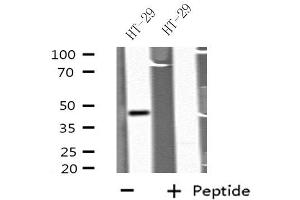 Western blot analysis of extracts from HT-29 cells, using GDF7 antibody. (GDF7 Antikörper  (Internal Region))