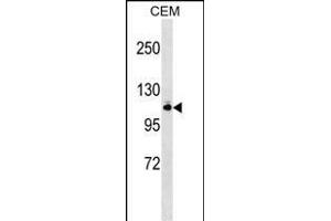 GRIK5 Antibody (N-term) (ABIN1538926 and ABIN2848887) western blot analysis in CEM cell line lysates (35 μg/lane). (GRIK5 Antikörper  (N-Term))