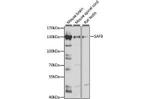 Western blot analysis of extracts of various cell lines, using SAFB antibody (ABIN7270155) at 1:1000 dilution. (SAFB Antikörper  (AA 300-400))