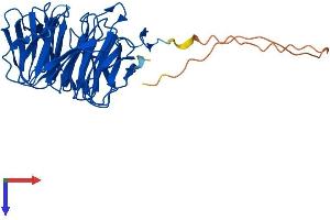 STRAP Protein (AA 1-350) (His tag)