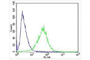 Overlay histogram showing SH-SY5Y cells stained with (ABIN6244265 and ABIN6577956) (green line). (FAM168B Antikörper  (AA 105-139))