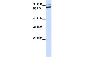 WB Suggested Anti-XAB2 Antibody Titration:  0. (XAB2 Antikörper  (C-Term))
