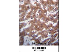 TRUB1 Antibody immunohistochemistry analysis in formalin fixed and paraffin embedded human liver tissue followed by peroxidase conjugation of the secondary antibody and DAB staining. (TRUB1 Antikörper  (AA 152-180))