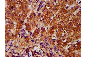 IHC image of ABIN7143840 diluted at 1:400 and staining in paraffin-embedded human liver tissue performed on a Leica BondTM system. (AASS Antikörper  (AA 224-364))
