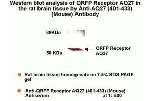 Western Blot Analysis of QRFP Receptor AQ27 in the rat brain tissue by Anti-AQ27 (401-433)(Mouse) Antibody. (QRFPR Antikörper  (AA 401-433))