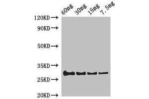 Western Blot Positive WB detected in Recombinant protein All lanes: Lysozyme C-1 antibody at 2 μg/mL Secondary Goat polyclonal to rabbit IgG at 1/50000 dilution Predicted band size: 30 kDa Observed band size: 30 kDa (Lysozyme 1 (LYZ1) (AA 19-147) Antikörper)