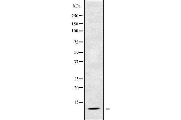 RPS21 Antikörper  (Internal Region)