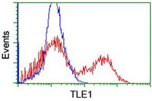 Image no. 19 for anti-Transducin-Like Enhancer of Split 1 (E(sp1) Homolog, Drosophila) (TLE1) (AA 180-460) antibody (ABIN1491049)