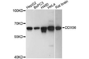 Western blot analysis of extracts of various cell lines, using DDX56 antibody (ABIN5996684) at 1:3000 dilution. (DDX56 Antikörper)