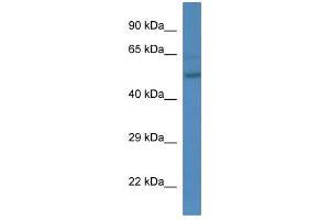 WB Suggested Anti-Esrra Antibody   Titration: 1. (ESRRA Antikörper  (C-Term))
