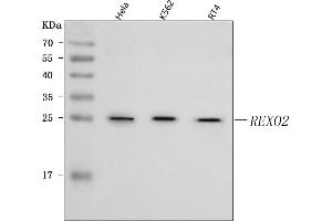 Western blot analysis of REXO2 using anti-REXO2 antibody (ABIN7602091).