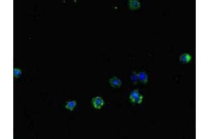 Immunofluorescent analysis of HepG2 cells using ABIN7172261 at dilution of 1:100 and Alexa Fluor 488-congugated AffiniPure Goat Anti-Rabbit IgG(H+L) (TLR1 Antikörper  (AA 25-580))