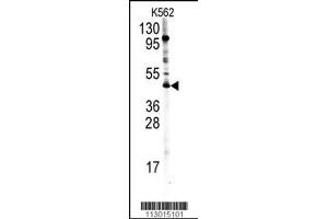 Western blot analysis of PRMT8 Antibody in K562 cell line lysates (35ug/lane)