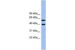 Human Jurkat; WB Suggested Anti-ALLC Antibody Titration: 0. (Allantoicase Antikörper  (N-Term))