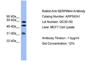 WB Suggested Anti-SERPINA4  Antibody Titration: 0. (SERPINA4 Antikörper  (Middle Region))