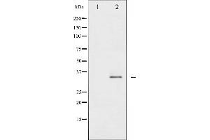 Western blot analysis of Syntaxin 1A phosphorylation expression in Mouse brain tissue lysates,The lane on the left is treated with the antigen-specific peptide. (STX1A Antikörper  (pSer14))