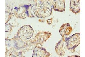 Immunohistochemistry of paraffin-embedded human placenta tissue using ABIN7170139 at dilution of 1:100 (SLC22A11 Antikörper  (AA 40-150))