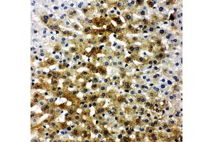 Anti-Bone Sialoprotein antibody, IHC(P) IHC(P): Rat Liver Tissue (IBSP Antikörper  (C-Term))