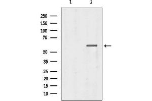 anti-T-Bet (Internal Region) antibody