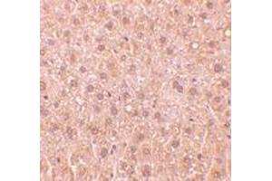 Immunohistochemistry of RYBP in mouse liver tissue with RYBP polyclonal antibody  at 10 ug/mL . (RYBP Antikörper  (AA 215-228))
