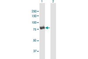 Western Blot analysis of DPP3 expression in transfected 293T cell line by DPP3 MaxPab polyclonal antibody. (DPP3 Antikörper  (AA 1-737))