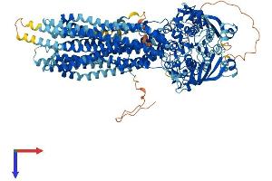 ABCB1 Protein (AA 1-1280) (His tag)