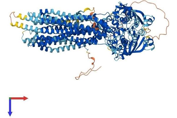 ABCB1 Protein (AA 1-1280) (His tag)