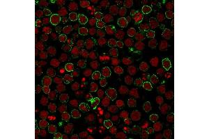 Immunofluorescence staining of Ramos cells using CD10 Mouse Monoclonal Antibody (CB-CALLA) followed by goat anti-Mouse IgG conjugated to CF488 (green).