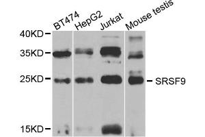 Western blot analysis of extracts of various cell lines, using SRSF9 antibody (ABIN5973601) at 1/1000 dilution. (SFRS9 Antikörper)