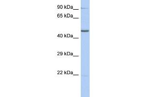 WB Suggested Anti-ZNF669 Antibody Titration:  0. (ZNF669 Antikörper  (N-Term))
