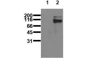 Western Blotting (WB) image for anti-Signal Transducer and Activator of Transcription 5A (STAT5A) (pTyr695), (pTyr699) antibody (ABIN126900) (STAT5A Antikörper  (pTyr695, pTyr699))