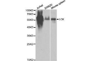 Western blot analysis of extracts of various cell lines, using LCK antibody. (LCK Antikörper  (AA 1-240))