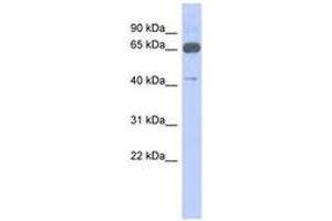 Image no. 1 for anti-Zinc Finger Protein 446 (ZNF446) (N-Term) antibody (ABIN6742845) (ZNF446 Antikörper  (N-Term))