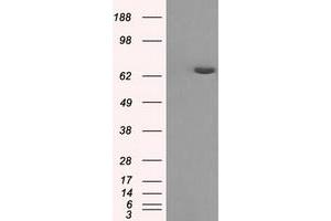HEK293T cells were transfected with the pCMV6-ENTRY control (Left lane) or pCMV6-ENTRY HDAC10 (Right lane) cDNA for 48 hrs and lysed. (HDAC10 Antikörper)