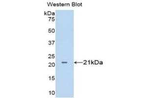 Western Blotting (WB) image for anti-Tumor Necrosis Factor alpha (TNF alpha) (AA 77-232) antibody (ABIN3209215) (TNF alpha Antikörper  (AA 77-232))