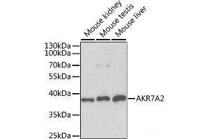 Western blot analysis of extracts of various cell lines using AKR7A2 Polyclonal Antibody at dilution of 1:1000. (AKR7A2 Antikörper)