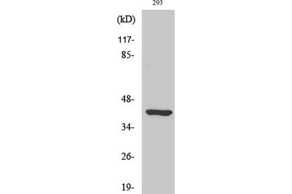 Ethanolamine Kinase 2 Antikörper  (AA 30-110)