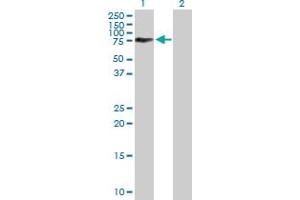 Western Blot analysis of ACBD3 expression in transfected 293T cell line by ACBD3 MaxPab polyclonal antibody.