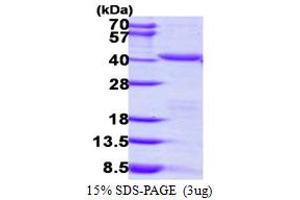 Peroxisomal Biogenesis Factor 19 (PEX19) (AA 1-296) protein (His tag)