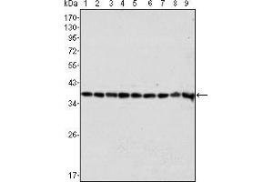 Western blot analysis using GAPDH mouse mAb against Hela (1), A549 (2), A431 (3), MCF-7 (4), K562 (5), Jurkat (6), HL60 (7), SKN-SH (8) and SKBR-3 (9) cell lysate. (GAPDH Antikörper)