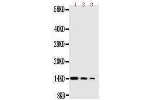 Anti-human NGF antibody, Western blotting Lane 1: Recombinant Human NGFB Protein 10ng Lane 2: Recombinant Human NGFB Protein 5ng Lane 3: Recombinant Human NGFB Protein 2 (Nerve Growth Factor Antikörper  (AA 122-241))