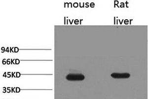Western Blot analysis of 1) Mouse liver, 2) Rat liver with HAO1 Monoclonal Antibody. (HAO1 Antikörper)