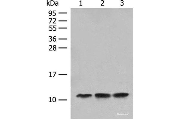 ATP5L Antikörper