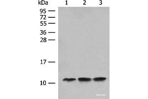 Western blot analysis of Human fetal liver tissue Hela cell HEPG2 cell lysates using ATP5L Polyclonal Antibody at dilution of 1:500