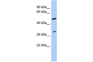 WB Suggested Anti-TPM3 Antibody Titration:  0.