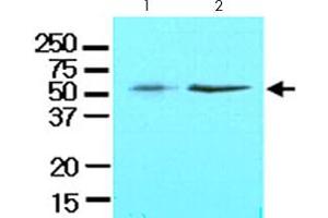 Cell lysates of HeLa (lane 1) and A-549 (lane 2) (40 ug) were resolved by SDS-PAGE and probed with KLF4 monoclonal antibody, clone AT4E6  (1:1000).