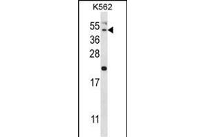 HAVCR1 Antibody (N-term) (ABIN657951 and ABIN2846896) western blot analysis in K562 cell line lysates (35 μg/lane). (HAVCR1 Antikörper  (N-Term))